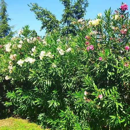 Zhelevа Gasthuis 3*